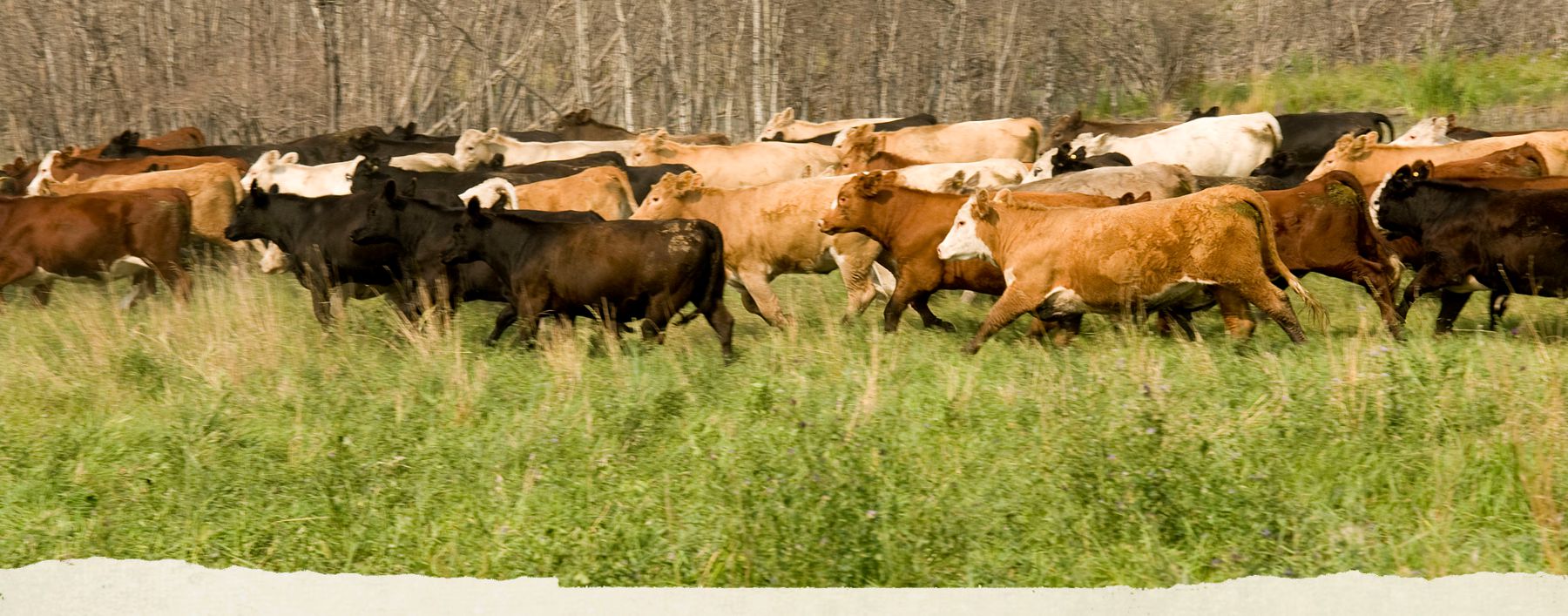 prairie-livestock-banner4