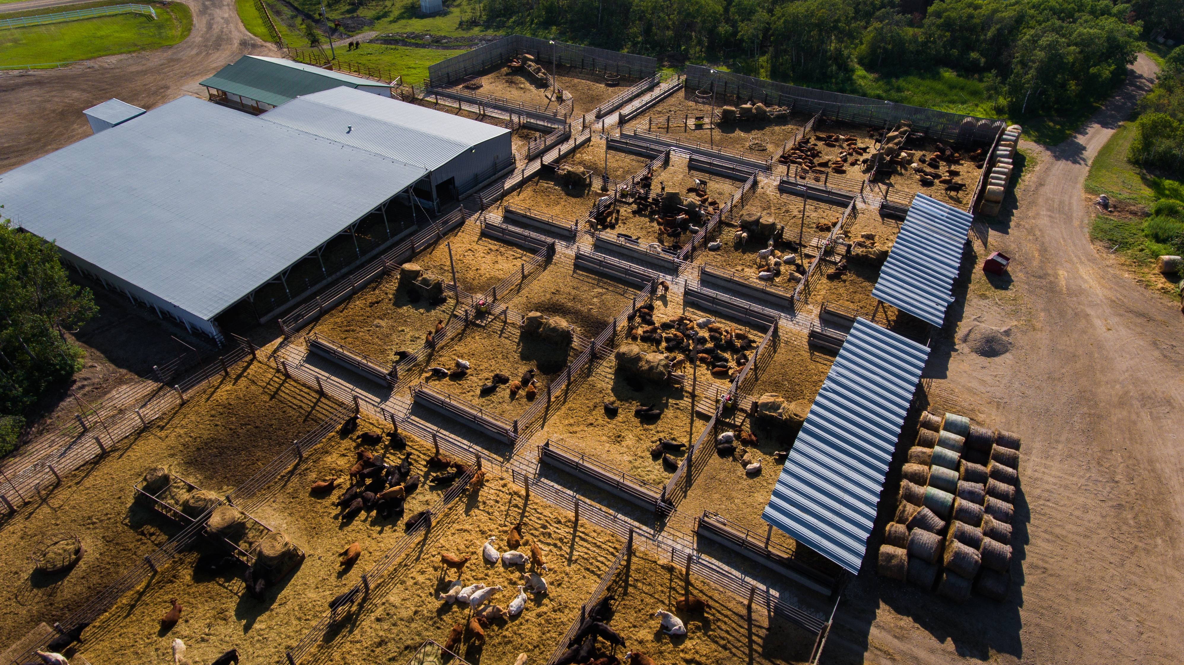 Aerial view of Prairie Livestock yard near Moosomin, Saskatchewan
